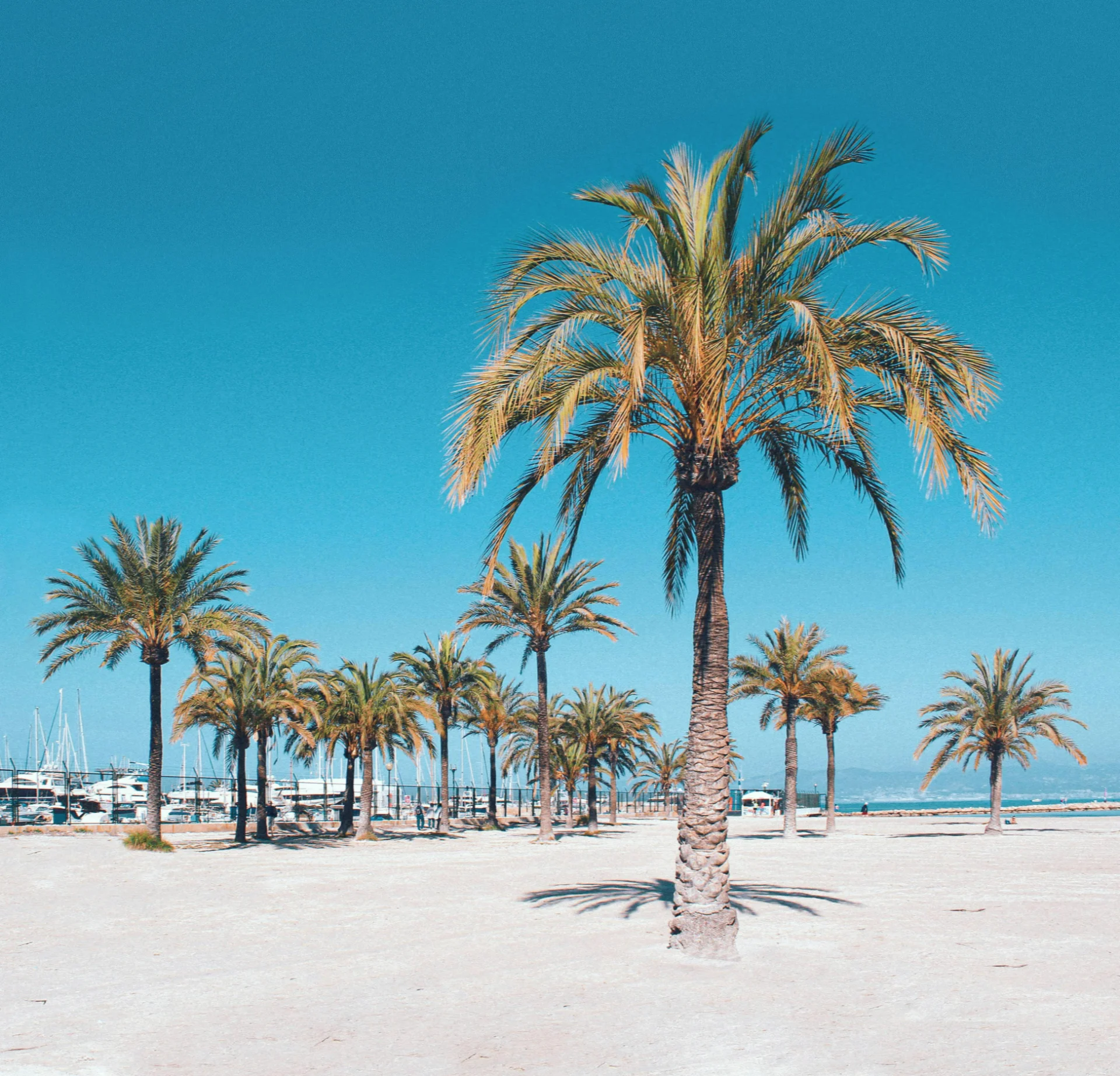 palm trees on balearic islands